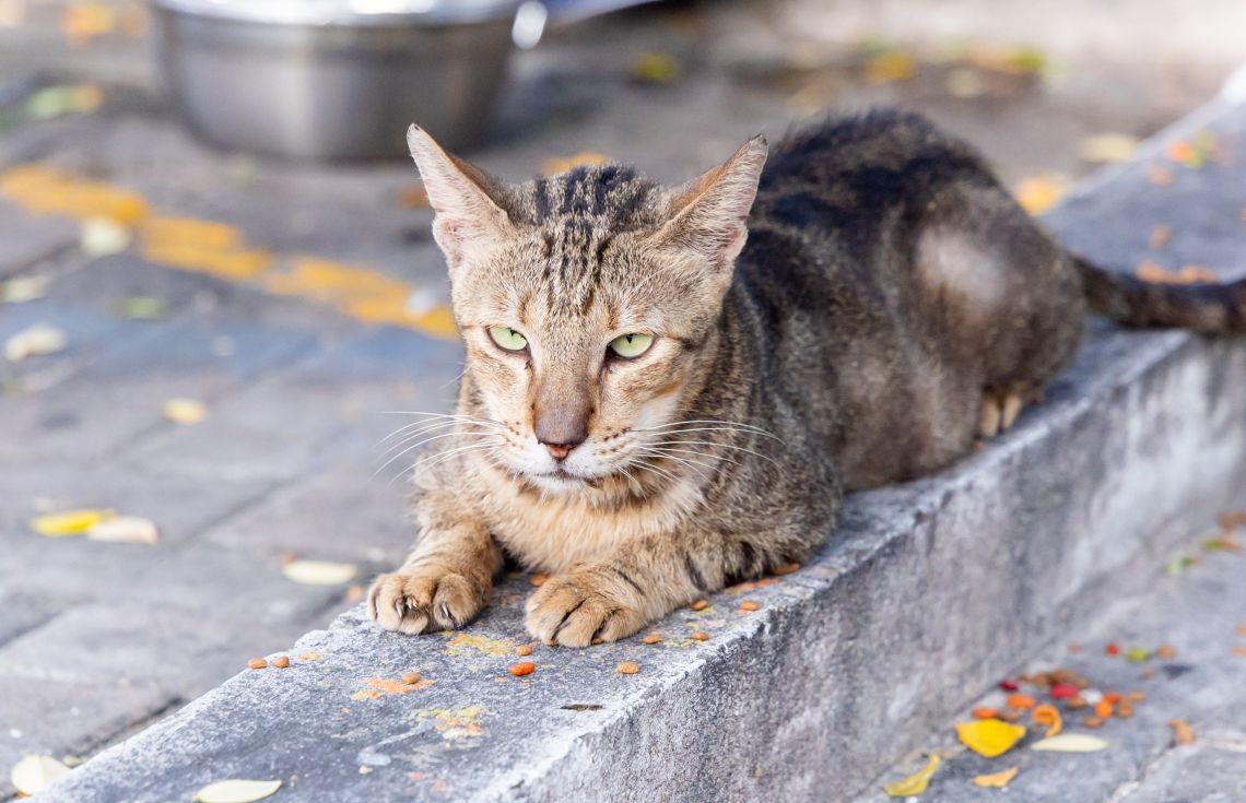 ބުޅާ ފެސިލިޓީ ހުޅުވިތާ 16 ގަޑިއިރުގެ ތެރޭގައި ކަރަންޓީނު ފަށައިފި