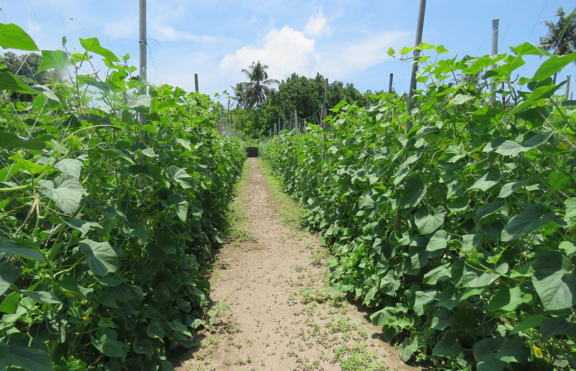 އަހަރުގެ މިހާތަނަށް ރާއްޖެއަށް 3.8 މިލިޔަން ގަސް އެތެރެކޮށްފި