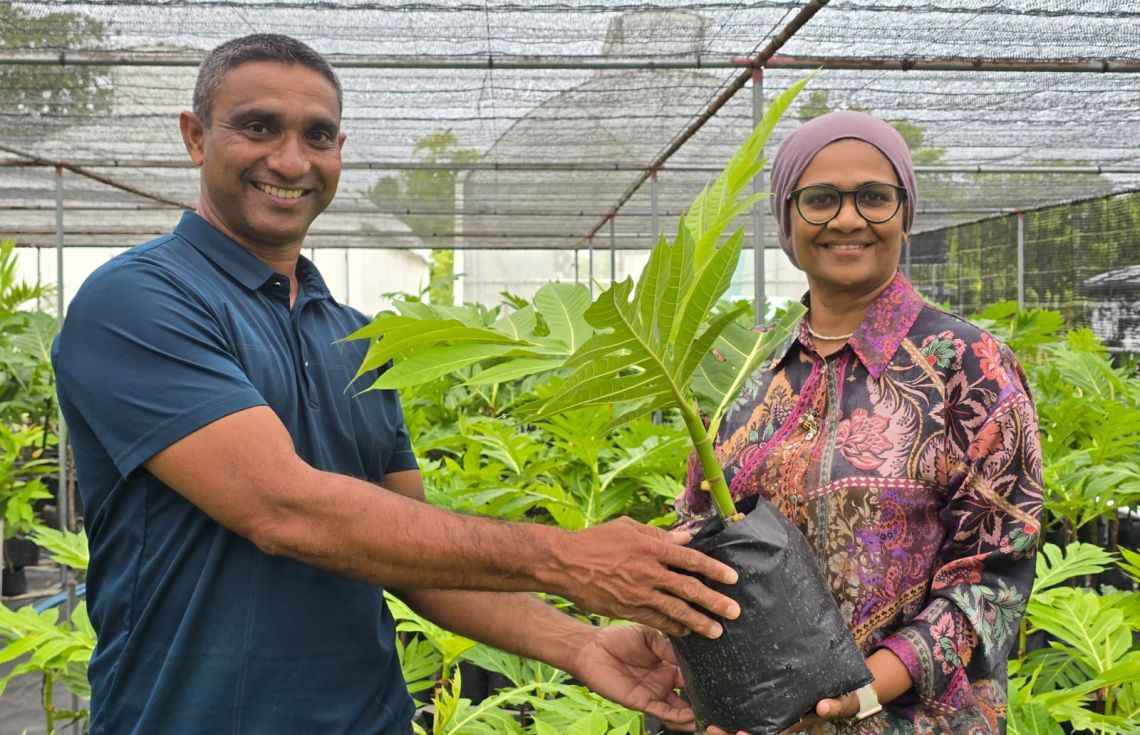 ކާނާގެ ޔަގީކަން އިތުރުކުރުމުގެ ޕްރޮގްރާމްގެ ދަށުން ހަނިމާދޫގައި ބަނބުކެޔޮ ގަސް އިންދަން ފަށައިފި