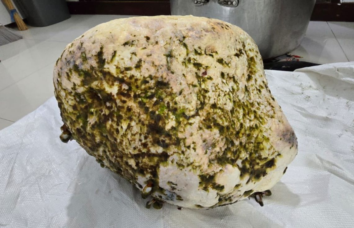 ތޮއްޑޫ ކައިރިން ބޮޑު މާވަހަރެއް ނަގައިފި