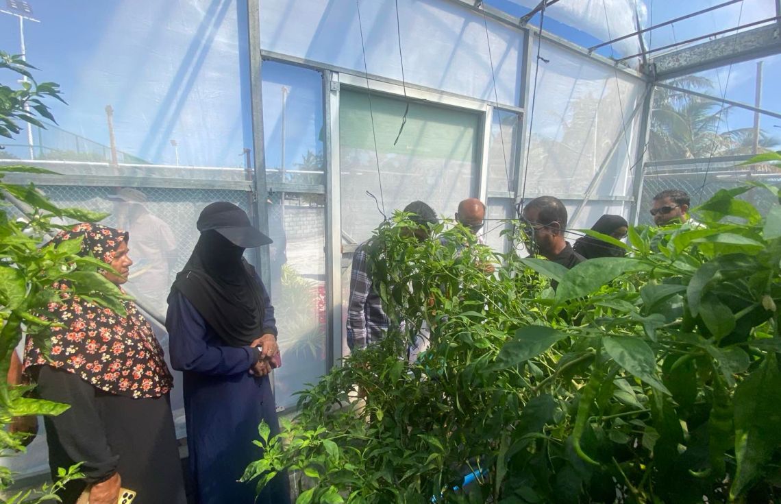 ރަށެއްގައި ހަދާފައިވާ ގްރީން ހައުސްއެއްގައި މިރުސް ހައްދައިފައި / ފޮޓޯ: ދަނޑުވެރިކަމާ ބެހޭ މިނިސްޓްރީ