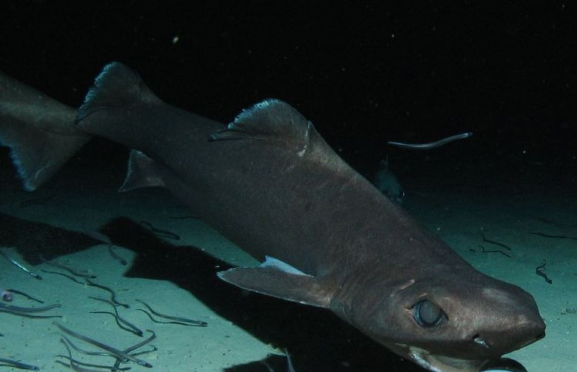 ކަށިމިޔަރުގެ މަސްވެރިކަމަށް ހުޅުވާލައިފި، ލައިސަންސް ދޭނީ 40 އުޅަނދަށް