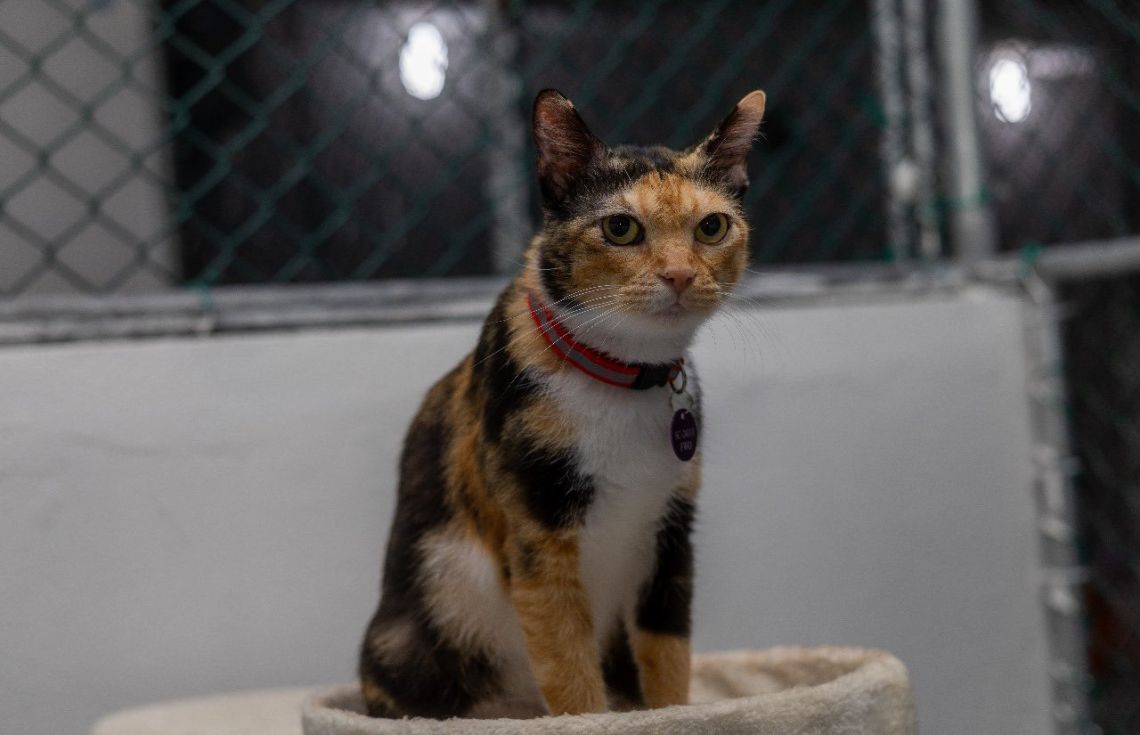 ޖަނަވާރުތަކަށް އިހުމާލުވާ ފަރާތްތަކަށް ބޮޑެތި ޖޫރިމަނާތައް ކަނޑައަޅައި، ޖަނަވާރު ގެންގުޅުމުގެ ބިލު މަޖިލީހުން ފާސްކޮށްފި