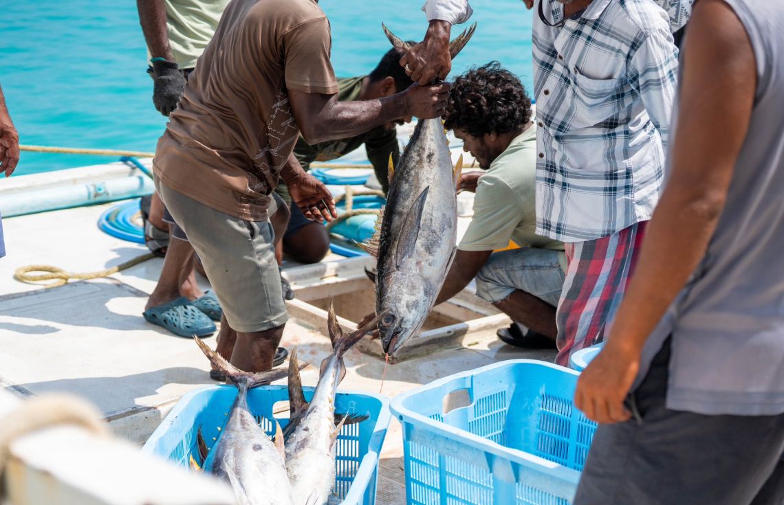 ކިލޯއެއް 25ރުފިޔާގެ ރޭޓުން ކަނޑުއޮތްގިރިން ބޮޑު ކަންނެލި ގަންނަން ފަށައިފި