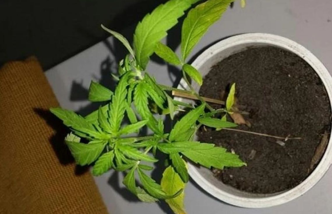 މާލޭގައި ކެނަބިސް ހައްދައި ޑްރަގް ވިޔަފާރިކުރި މީހަކު 100 އަހަރަށް ޖަލަށް!