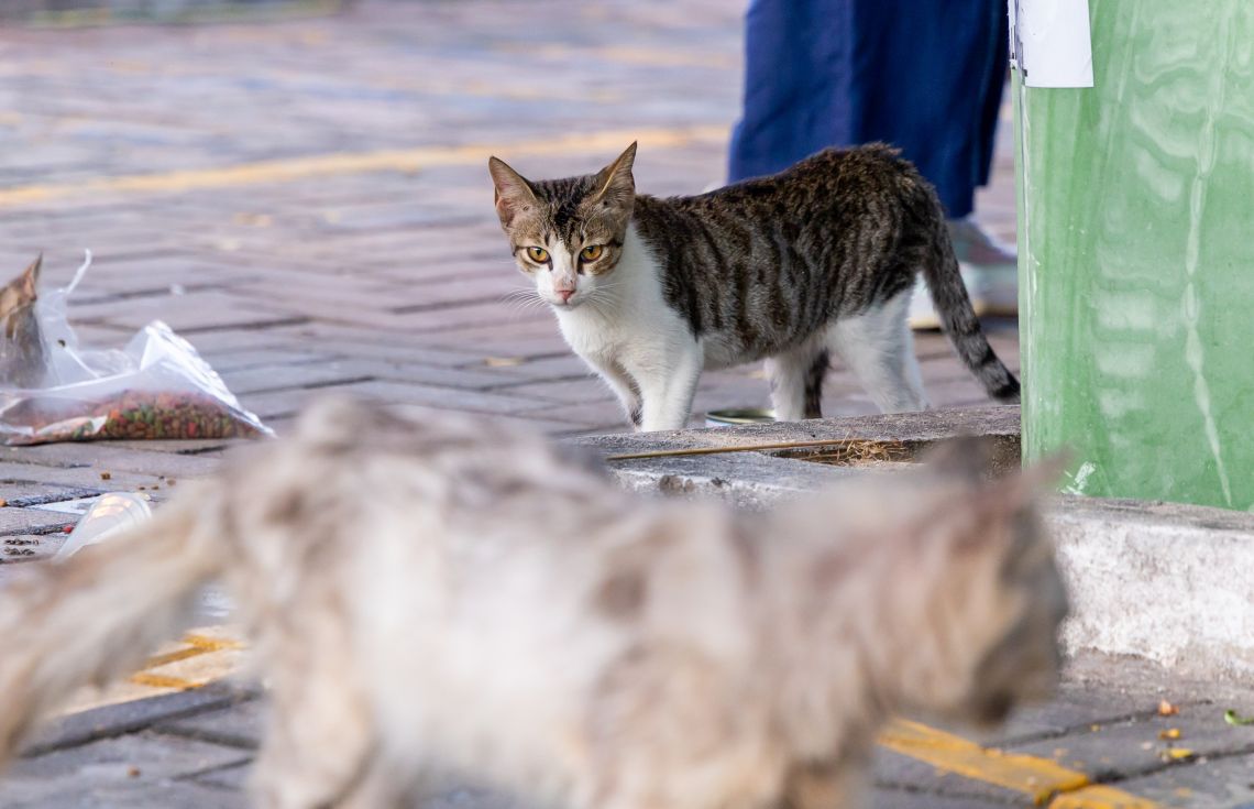 "އޮޅުހިޔާ" ފެސިލިޓީގައި މިވަގުތު ޖުމްލަ 258 ބުޅާ