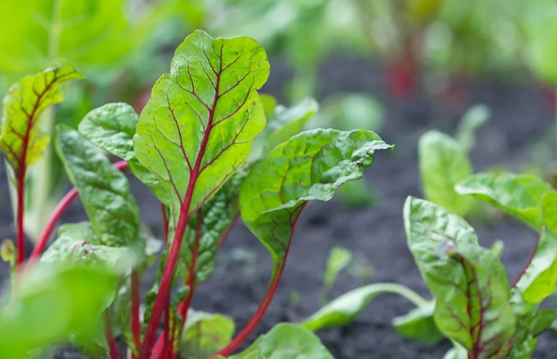 ކޮޕީ ފަތް - ލޭގެ ޕްރެޝަރު އެއްވަރެއްގައި ހިފެހެއްޓުމަށްޓަކައި މުހިންމު ބާވަތެއް.