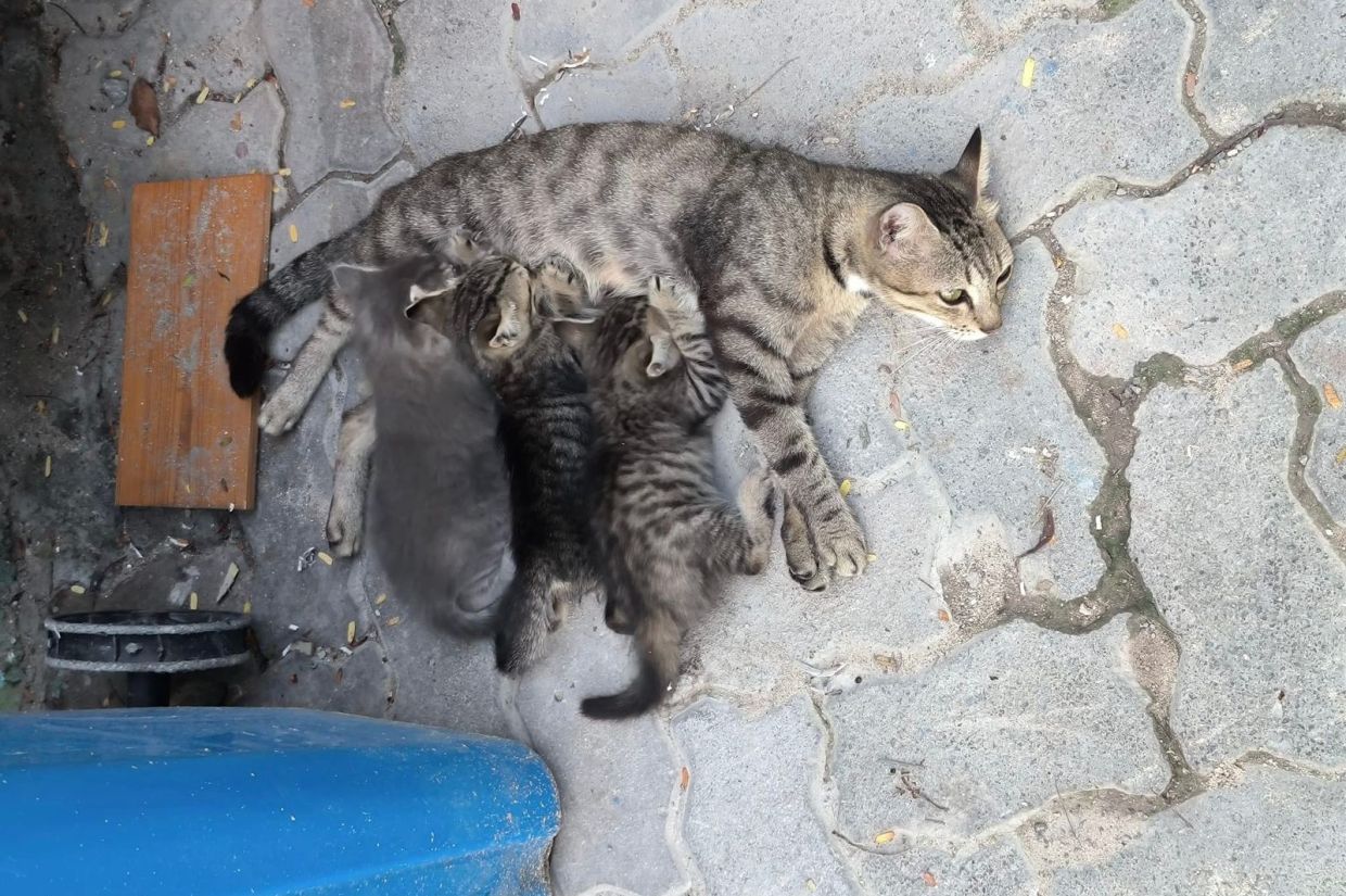 މާލޭގެ މަގުމަތީގައި ބުޅަލެއް ދަރިންނާއެކު އޮށޯވެގެން. ފޮޓޯ: ކެޓަހޯލިކް ފޭސްބުކް ޕޭޖް