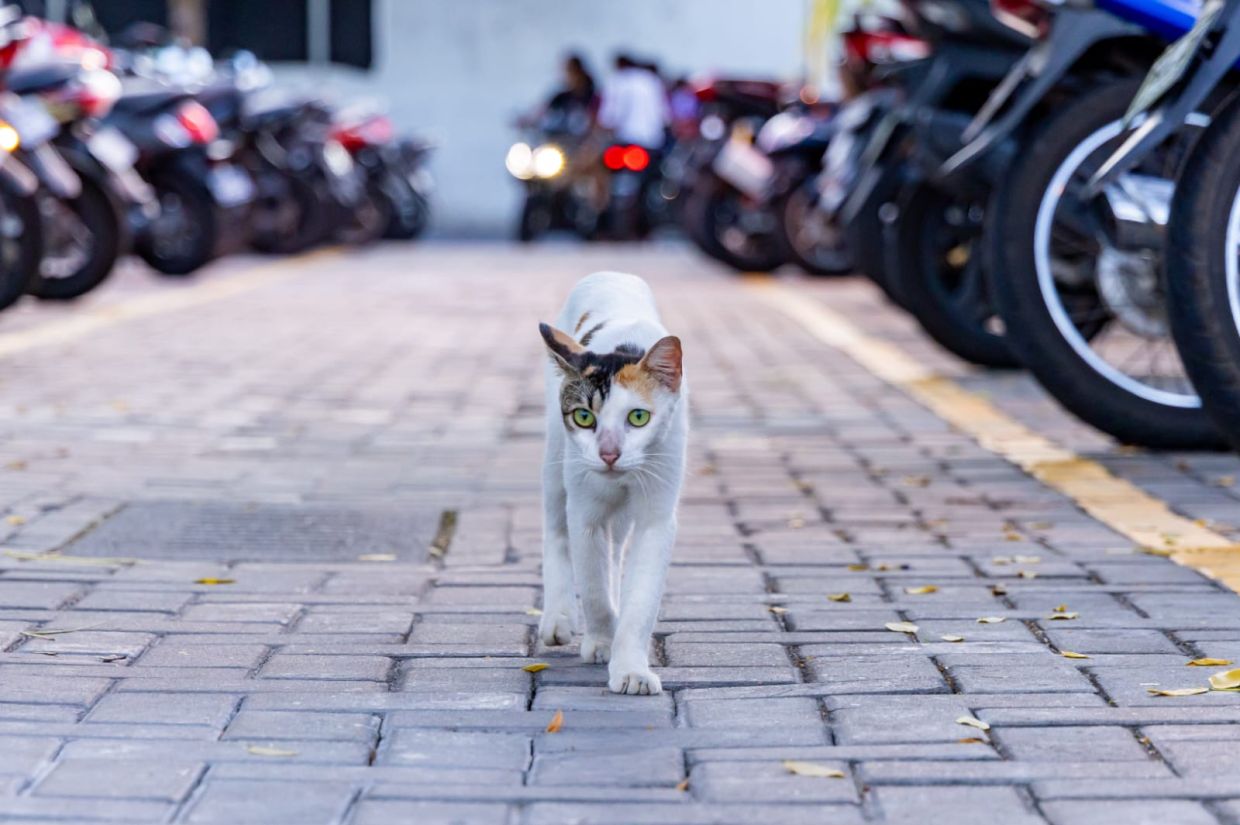 "އޮޅުހިޔާ" އަށް ބުޅާތައް ގެންދިއުމަށް އަދި ތައްޔާރު ނޫން: މިނިސްޓްރީ