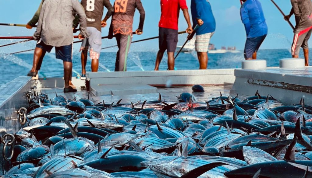މިސަރުކާރުން މަސްވެރިންނަށް މިހާތަނަށް ބިލިއަނެއްހާ ރުފިޔާ ދޫކޮށްފި