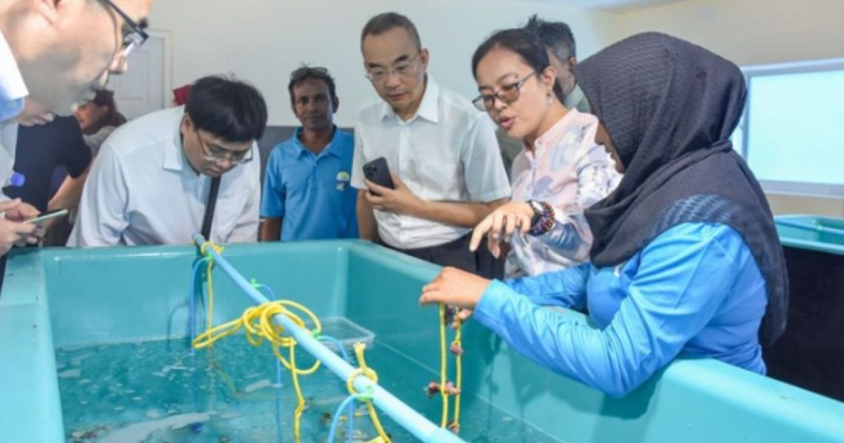 މެރިކަލްޗާއަށް ހާއްސަ ފަސްޒޯން، ދެން ފެންނާނީ ކުރިއަރާތަން!