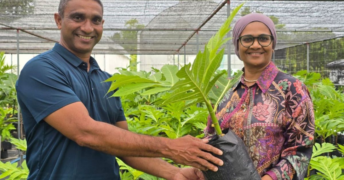 ހަނިމާދޫގައި ބަނބުކެޔޮ ގަސް އިންދަން ފަށައިފި