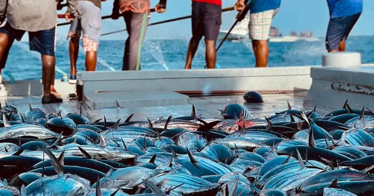 މަސް ފިނިކުރާ ލޯނަށް 69 ފަރާތަކުން ހުށަހަޅައިފި