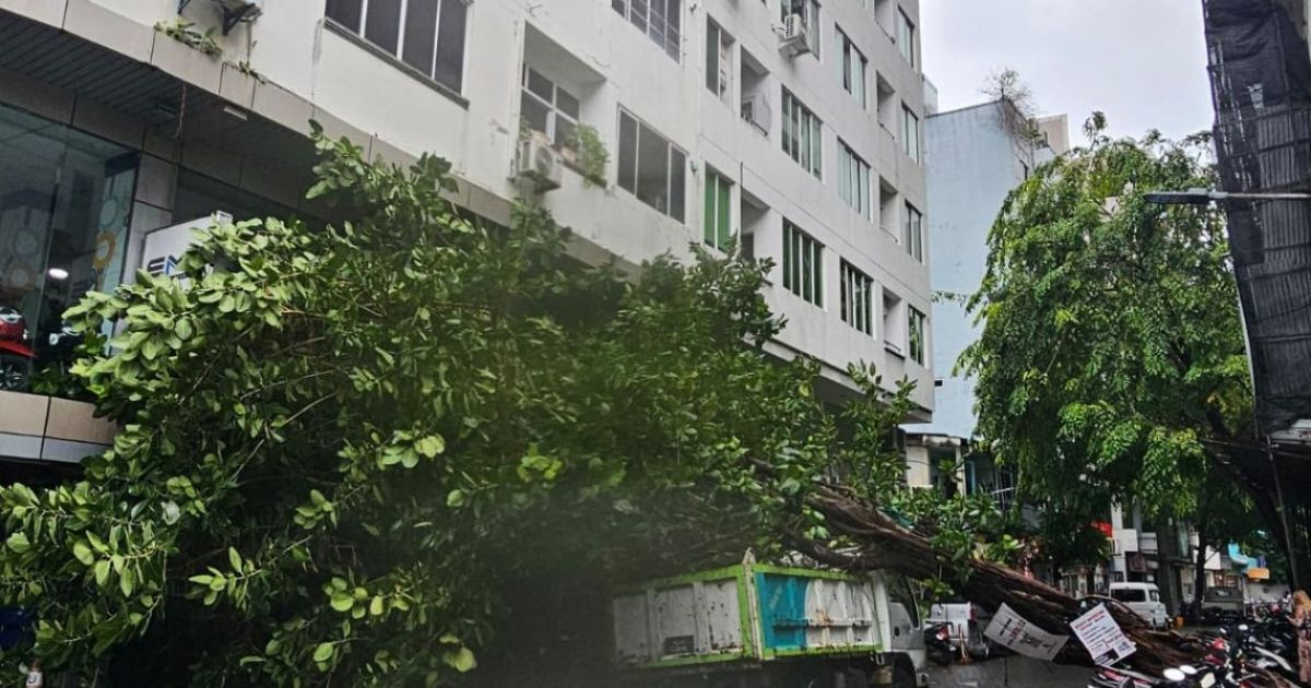 ވައިގަދަވުމުގެ ސަބަބުން އޯކިޑުމަގުގައި ހުރި ގަހެއް ވެއްޓިއްޖެ