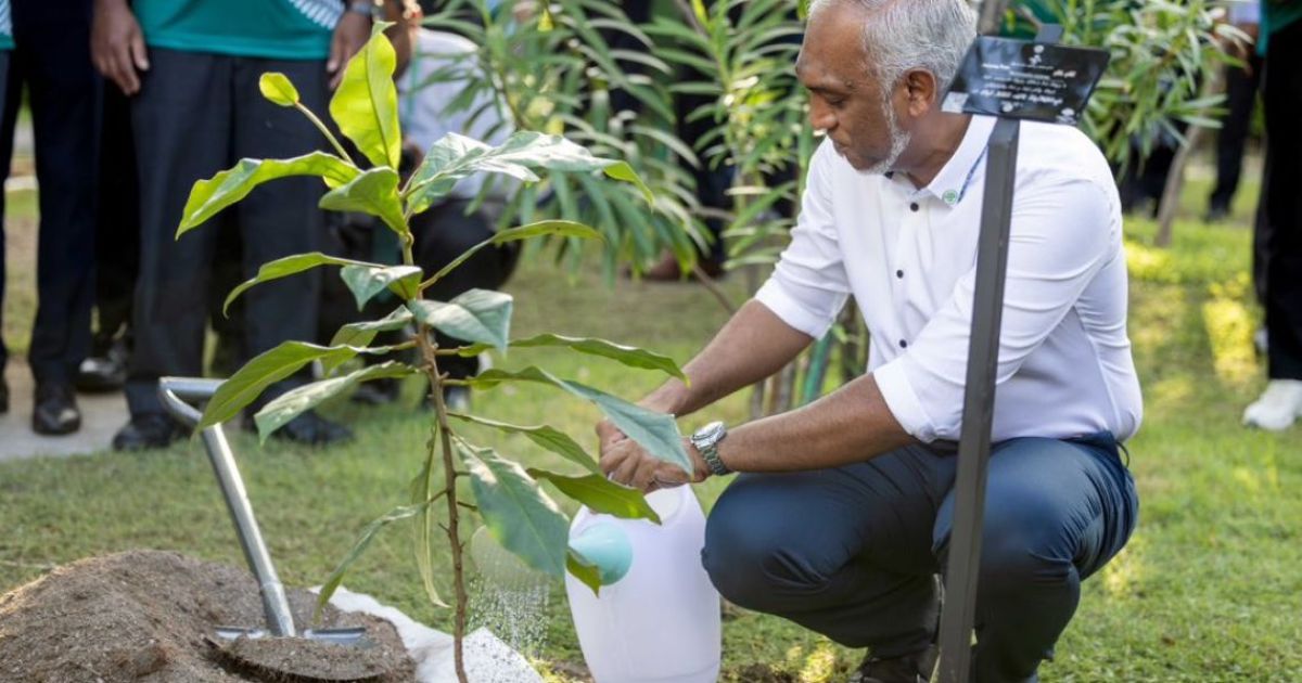 ދިވެހި ބިންތަކުން މުޑުވައްކުރެވޭނެކަން ކާބަފައިން ވަނީ ސާބިތުކޮށްދީފައި!