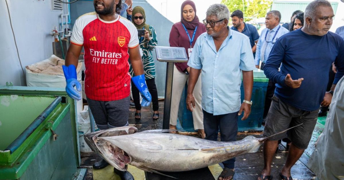 "މިފްކޯއަށް ކަންނެލި ގަންނަން ފެށުމަކީ ރަނގަޅު ފެށުމެއް"