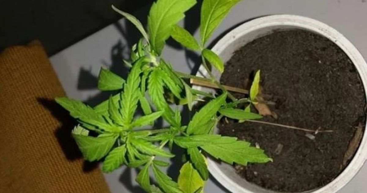 މާލޭގައި ކެނަބިސް ހައްދައި ޑްރަގް ވިޔަފާރިކުރި މީހަކު 100 އަހަރަށް ޖަލަށް!