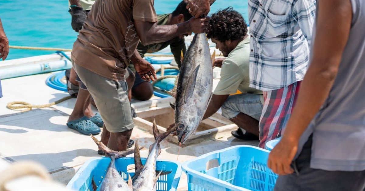މިފްކޯއިން އަގުބޮޑުކޮށް ކަންނެލި ގަންނަން ފަށައިފި