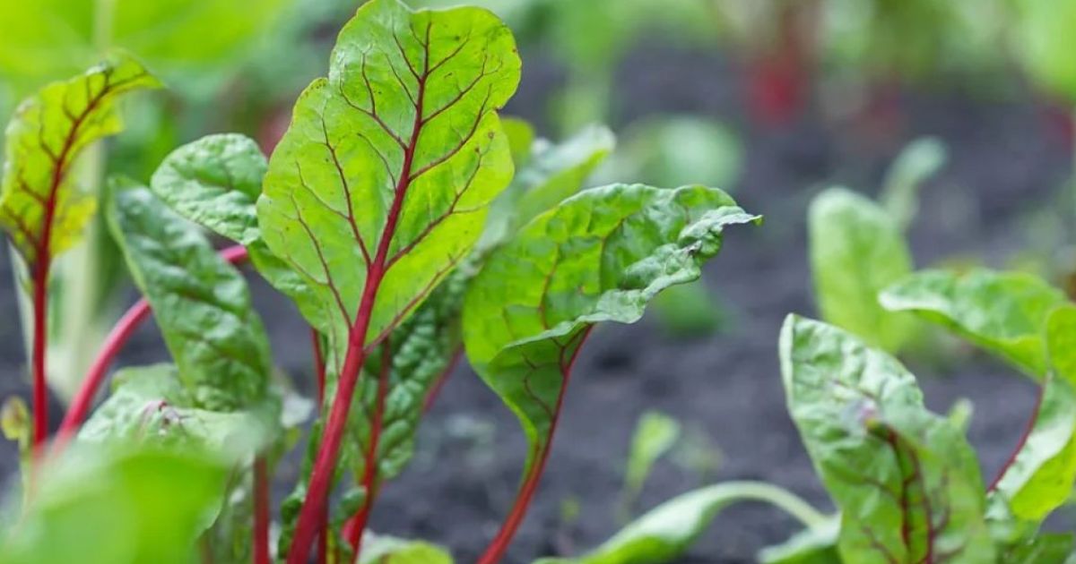 މިއަދުން ފެށިގެން ދުޅަހެޔޮ ސިއްހަތެއްގައި ހުރުމަށް ކާންޖެހޭ ހަތް ބާވަތެއް