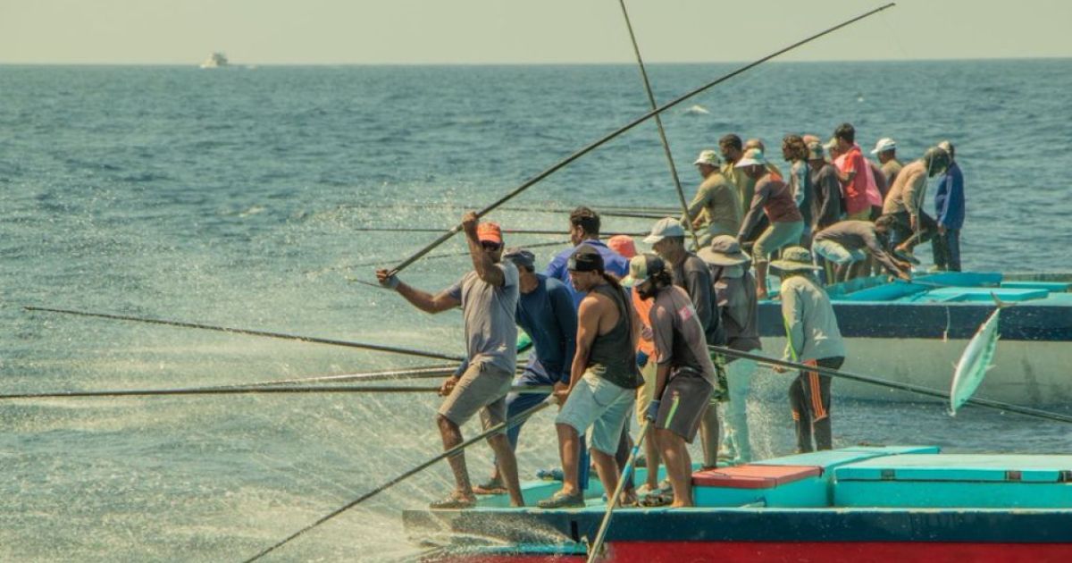 ރާއްޖެއިން މަސް އެކްސްޕޯޓްކުރި މިންވަރު 92އިންސައްތަ އިތުރުވެއްޖެ