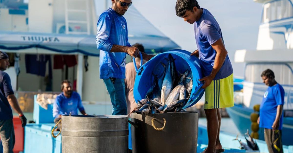 މިފްކޯއިން މަސް ގަންނަ އަގު 18.50 އަށް ބޮޑުކޮށްފި؛ އަމާޒަކީ ކިލޯއެއް 20 ރުފިޔާއަށް ޖެއްސުން - ސީއީއޯ