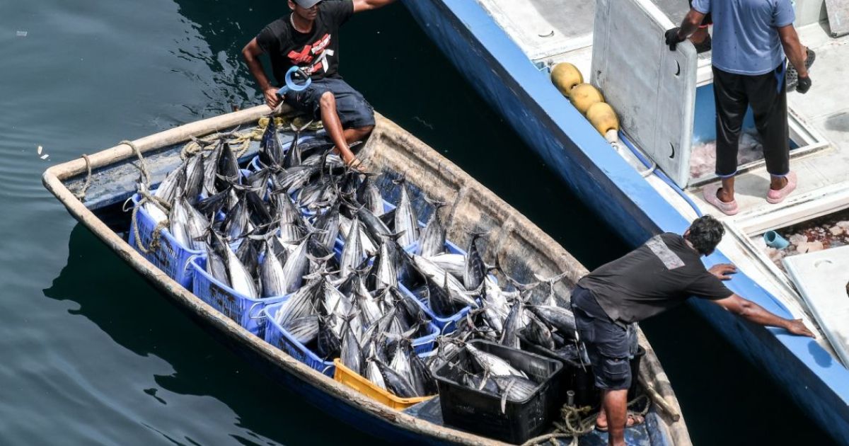 މިފްކޯ އިން 25 އަށް ކިލޯއެއް ވިއްކީ ދައުލަތުން އިތުރަށް ފައިސާ ނަގައިގެން