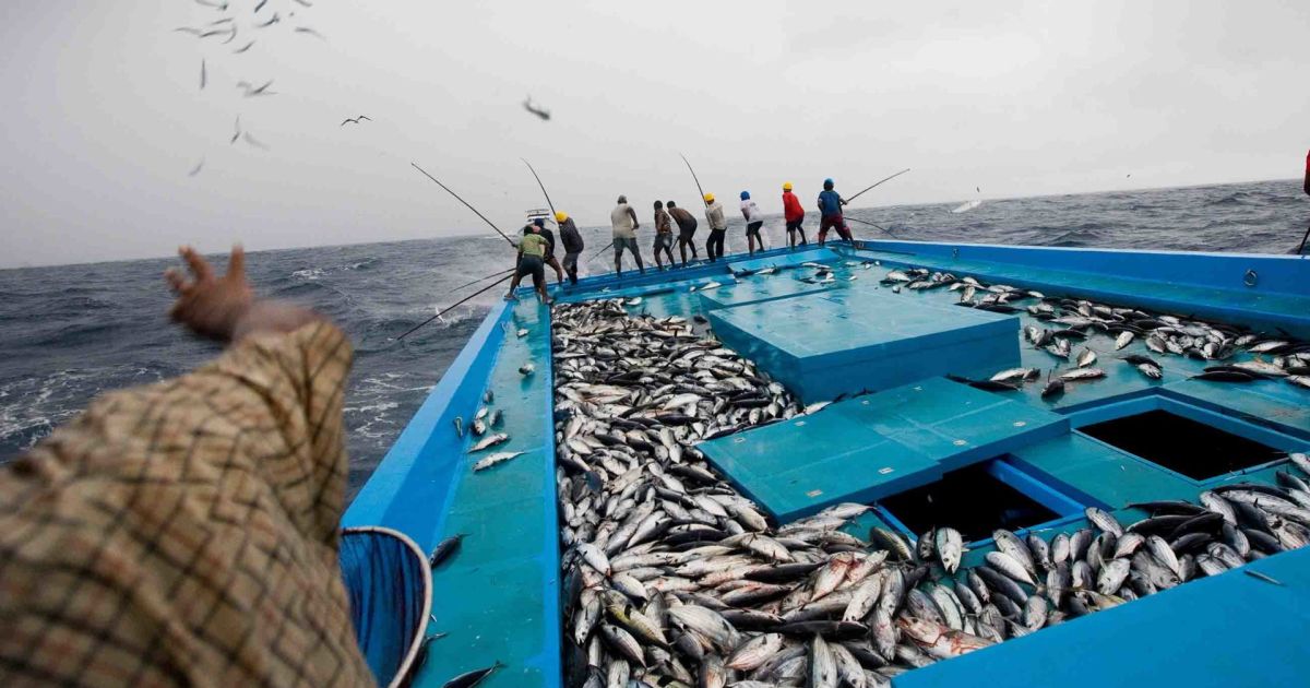 ބުދަދުވަހު މަސްވެރިންނަށް 17 މިލިއަން ރުފިޔާ ދީފި