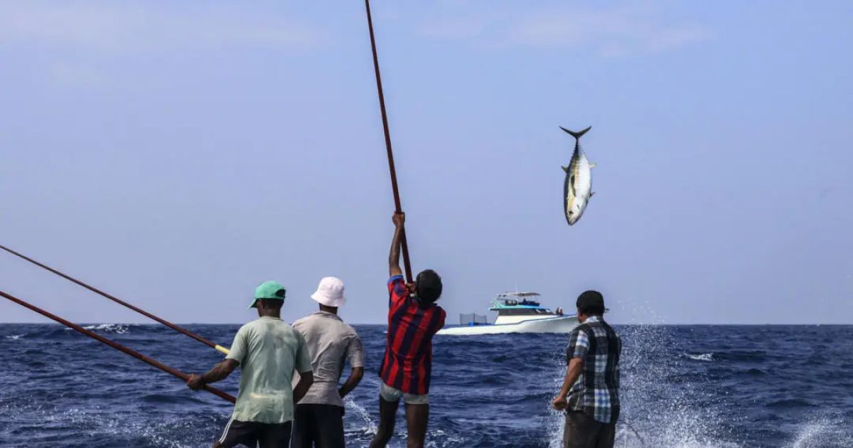 މަސްވެރިންގެ ދުވަހަށް ތިން އެވޯޑެއް ދިނުމަށް ހަމަޖައްސައިފި