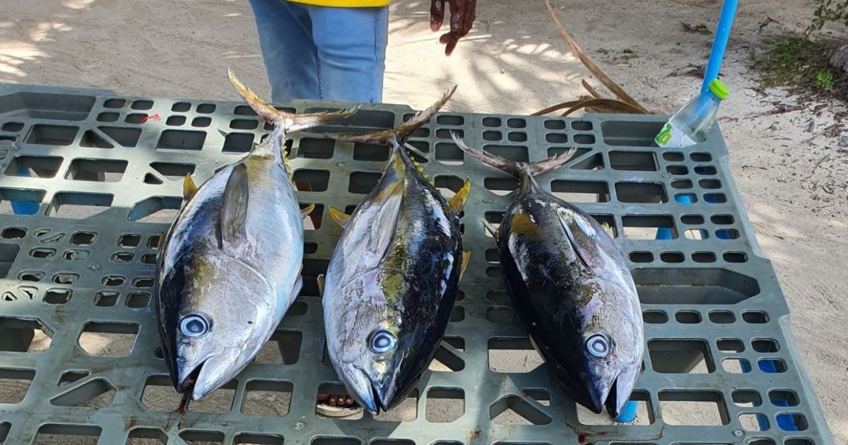 ޕެކިންގ ފެސިލިޓީގެ މަސައްކަތް އަވަހަށް ނިންމޭތޯ ބަލަނީ