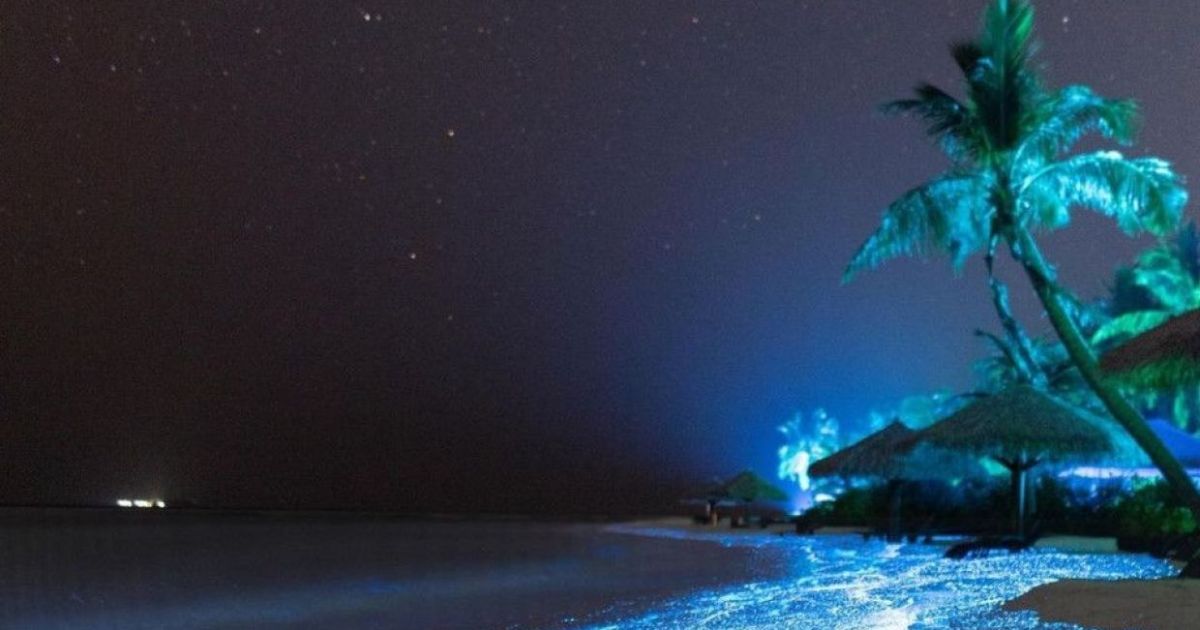 17 ދުވަސްތެރޭ ލައްކައަކަށްވުރެ ގިނަ ފަތުރުވެރިން
