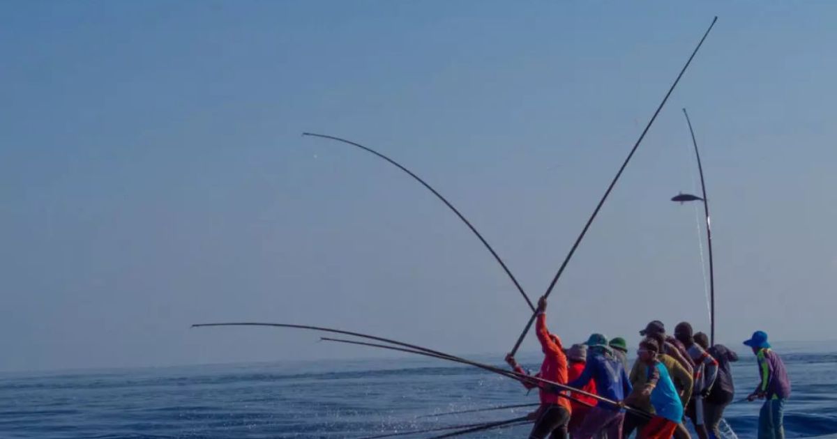 މަސްވެރިންނަށް 52 މިލިޔަން ރުފިޔާ ދޫކޮށްފި