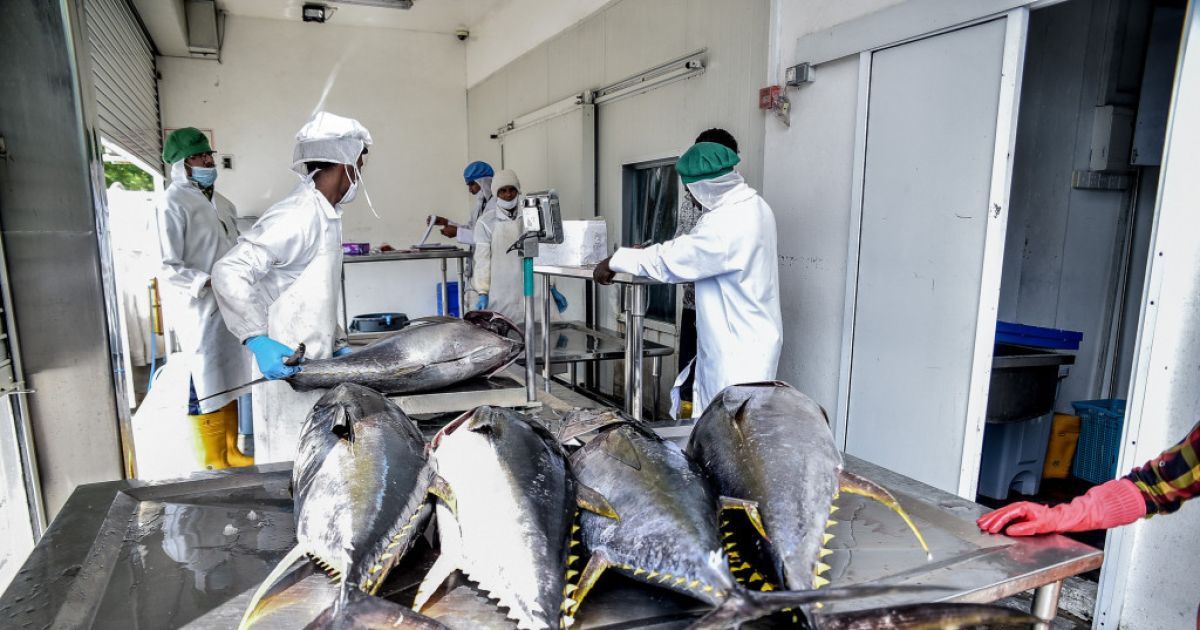 މަސްވެރިކަމުގެ ކޮލެޖުގެ ޕްރޮގްރާމްތައް އޮގަސްޓް މަހު ފަށަނީ