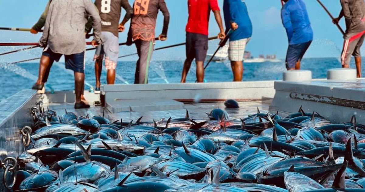 މިސަރުކާރުން މަސްވެރިންނަށް މިހާތަނަށް ބިލިއަނެއްހާ ރުފިޔާ ދޫކޮށްފި