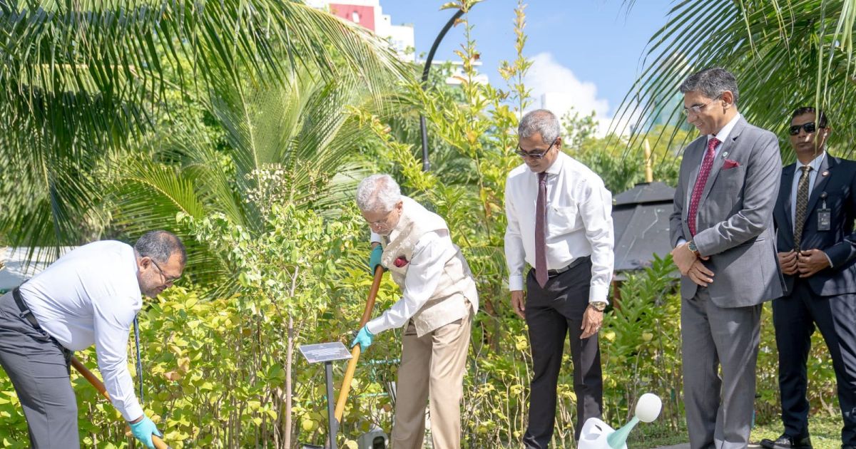 އިންޑިއާއާއި ރާއްޖެ ގުޅިގެން މާލޭގައި މާނައިން ފުރިގެންވާ ސްޓާފްރުޓް ގަހެއް އިންދައިފި
