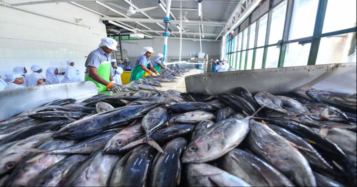 27 އަހަރުތެރޭ މިފްކޯއިން މަސް ގަތުމުގައި ރެކޯޑެއް